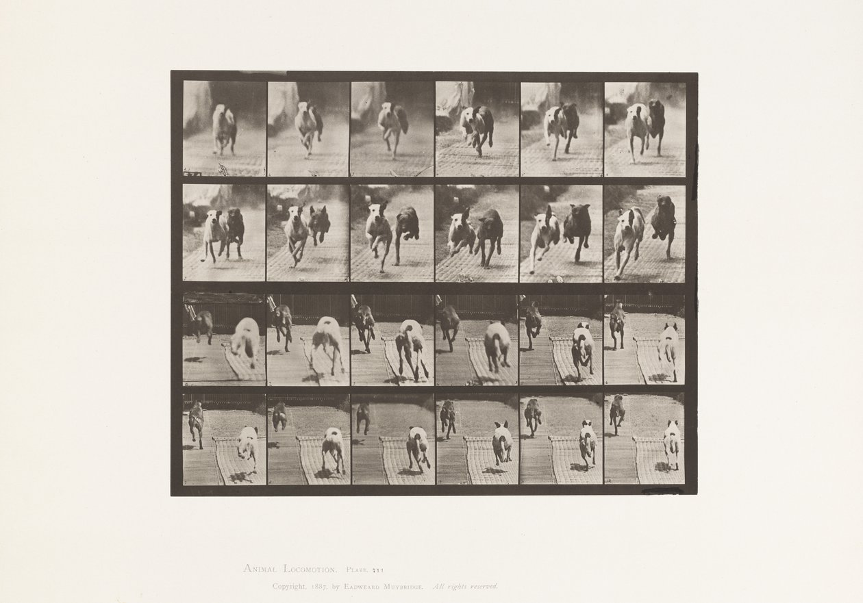 Tafel 711. Hunde; Zwei Rennen; A, B; Rennhunde, Ike & Maggie von Eadweard Muybridge