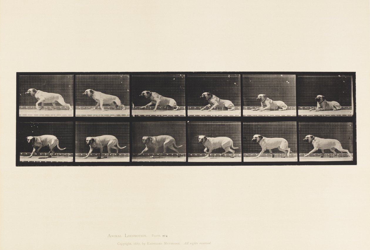 Tafel 714. Hund; Durch einen Torpedo erregt; Mastiff-Smith von Eadweard Muybridge