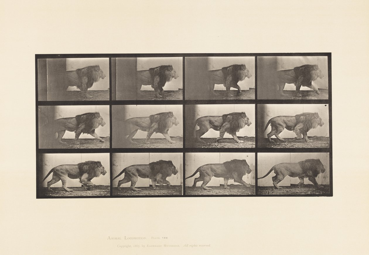 Tafel 722. Löwe; Laufend von Eadweard Muybridge