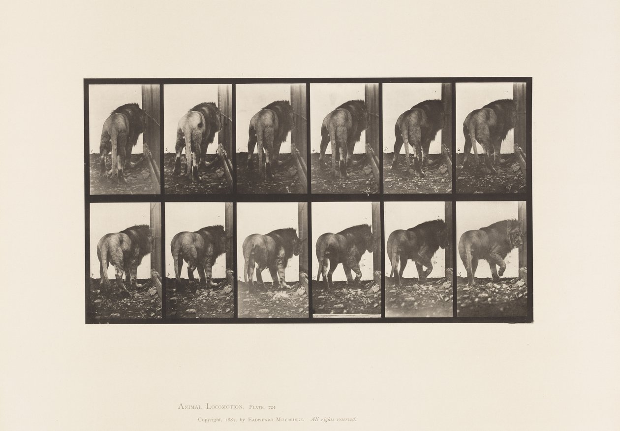 Tafel 724. Löwe; Laufend, Umdrehend von Eadweard Muybridge