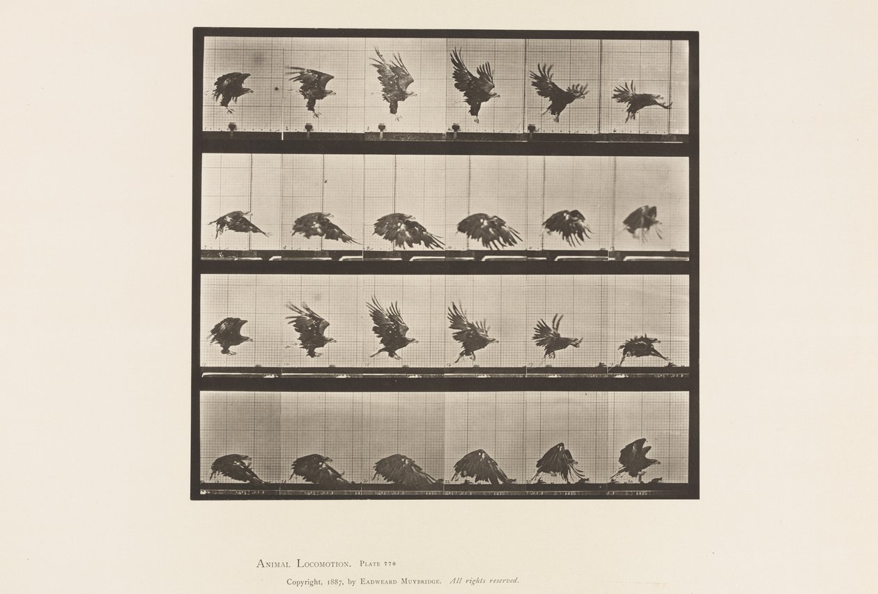 Tafel 770. Amerikanischer Adler; Fliegend nahe dem Boden von Eadweard Muybridge
