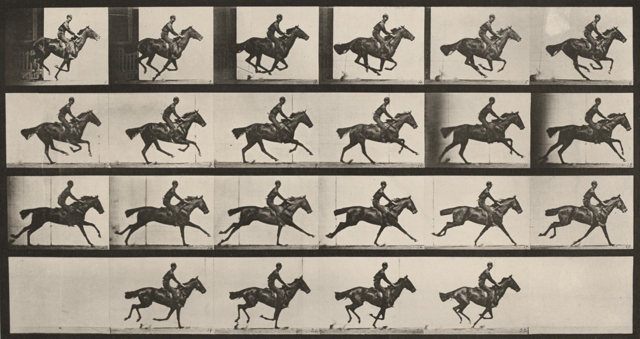 Tafel Nummer 625. "Bouquet" im Galopp von Eadweard Muybridge