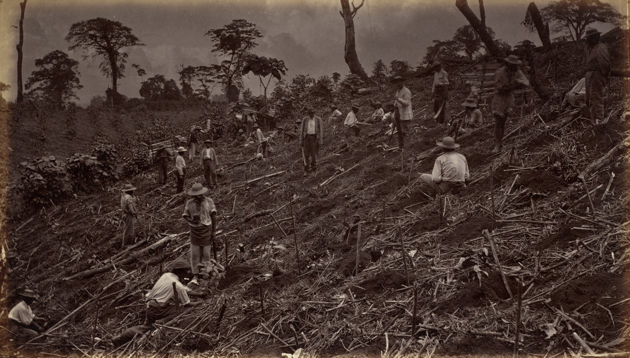 Anlage einer Kaffeeplantage in Antigua de Guatemala, 1875, veröffentlicht 1877 von Eadweard Muybridge