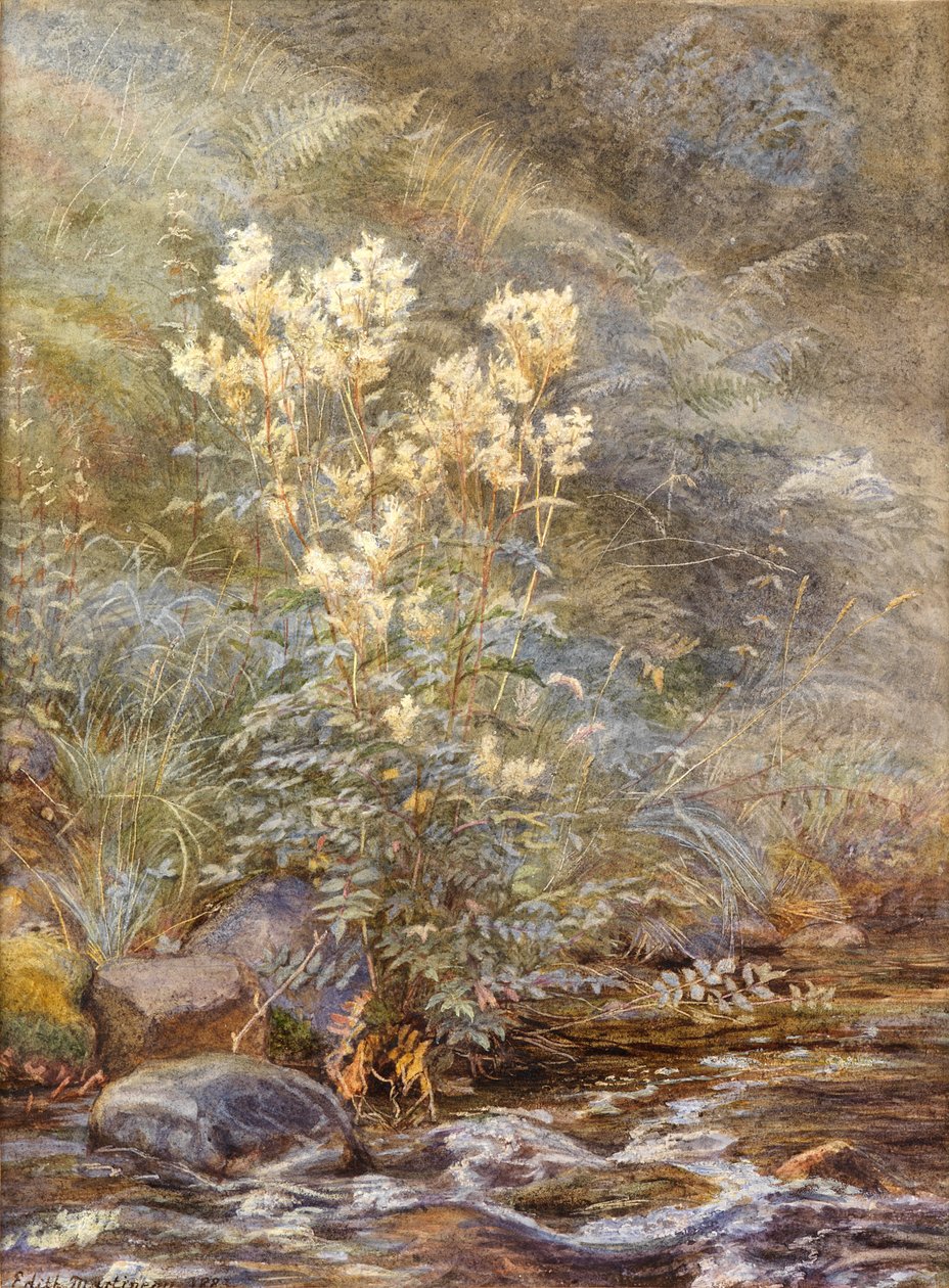 Mädesüß neben einem Bach, Invernesshire, ca. 1883 von Edith Martineau