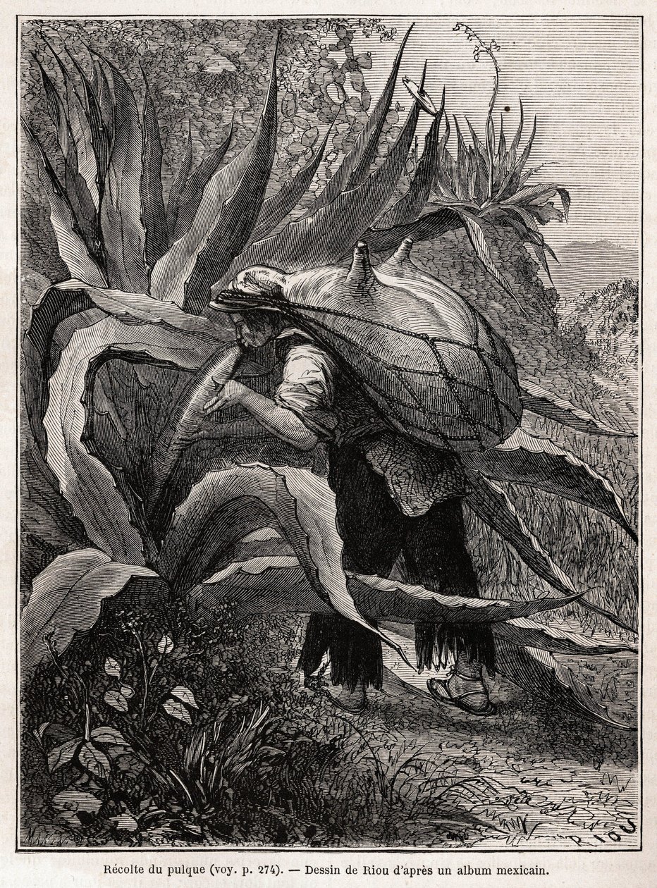 Die Sammlung von Pulque, einem traditionellen aztekischen Getränk, das aus der Fermentation des Safts der Agave Pulquero gewonnen wird, Zeichnung von Riou, zur Illustration der Reise nach Mexiko von E.Vigneaux in den Jahren 1854-1855. Gravur in „Le tour du von Edouard Riou