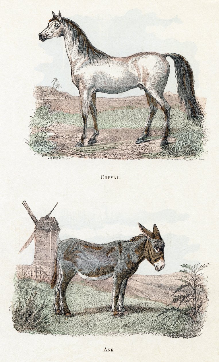 Pferd und Esel - „Alphabet illustriert Tiere“ 19. Jahrhundert von Edouard Travies