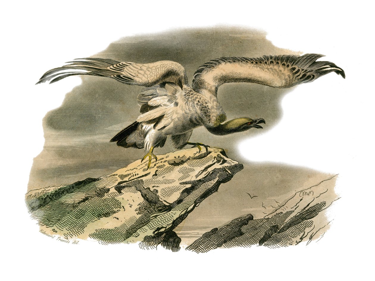 Naturgeschichte Tafel: Zoologische Tafel, die nachtaktive Greifvögel darstellt. Der Schmutzgeier. Tafel aus den neun Bänden über Vögel in „Gesammelte Werke von Buffon“ von Georges Louis Leclerc, Graf von Buffon (1707-1788) von Edouard Travies