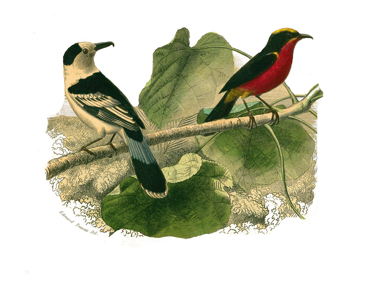 Naturgeschichtstafel: Zoologische Tafel, die nachtaktive Raubvögel darstellt. Der Vanga und der Gonolek. Tafel aus den neun Bänden über Vögel in „Gesammelte Werke von Buffon“ geschrieben von dem Naturforscher Georges Louis Leclerc, Graf von Buffon von Edouard Travies