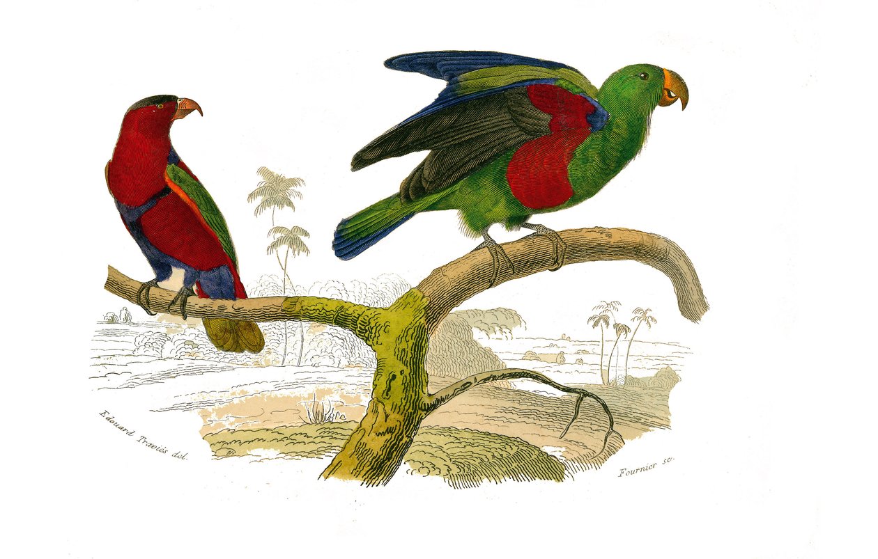 Naturgeschichtstafel: Zoologische Tafel, die Kletterer darstellt. Der dreifarbige Lori und der grüne Papagei. Tafel aus den neun Bänden über Vögel in „Gesammelte Werke von Buffon“ geschrieben von dem Naturforscher Georges Louis Leclerc, Graf von Buffon (1 von Edouard Travies