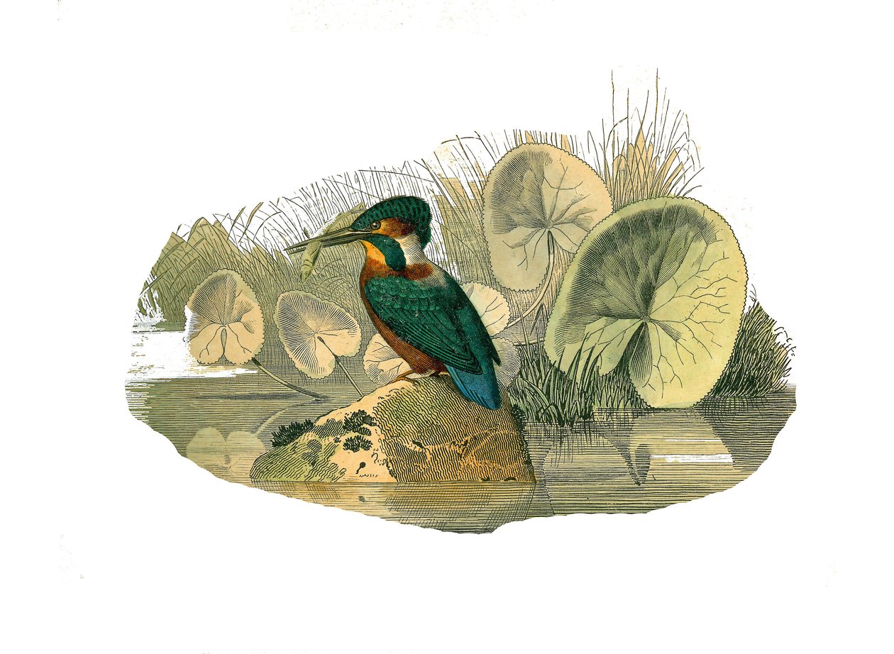 Naturgeschichtstafel: Zoologische Tafel, die syndaktyle Sperlingsvögel darstellt (mit zwei oder mehr zusammengewachsenen Fingern). Der Eisvogel. Tafel aus den neun Bänden über Vögel in „Gesammelte Werke von Buffon“ von Naturforscher Georges Louis Leclerc von Edouard Travies