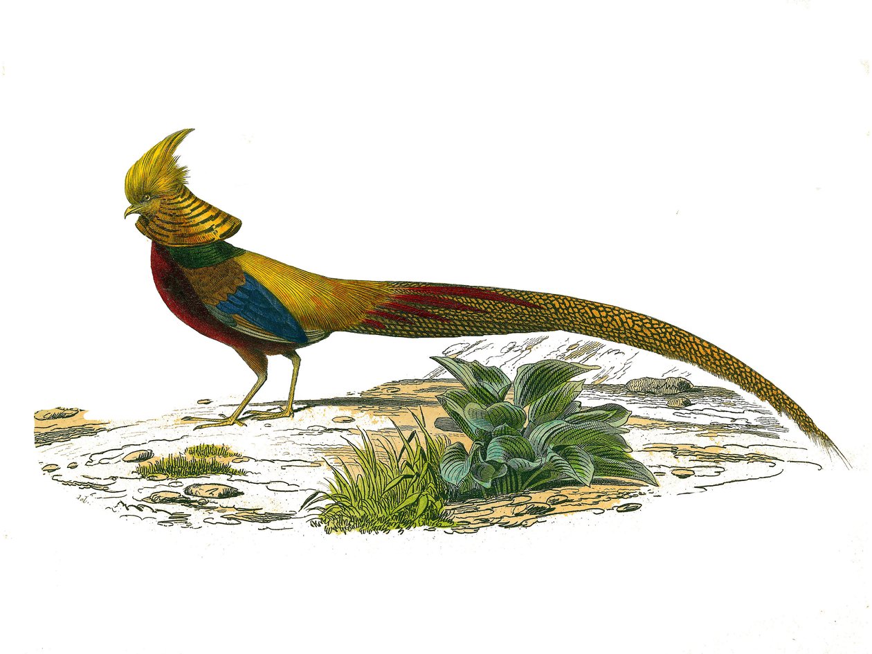 Naturgeschichtstafel: Zoologische Tafel, die Hühnervögel darstellt: der chinesische Goldfasan. Tafel aus den neun Bänden über Vögel in „Gesammelte Werke von Buffon“ geschrieben von dem Naturforscher Georges Louis Leclerc, Graf von Buffon (1707-1788) zwis von Edouard Travies