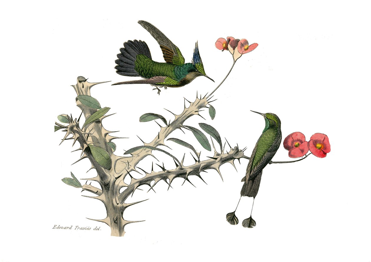 Zoologische Tafel: Körnerfresser. Der Wiedehopf-Fliegenvogel und der Schneeschuh-Fliegenvogel. Tafel aus den neun Bänden über Vögel in „Gesammelte Werke von Buffon“ von Georges Louis Leclerc, Graf von Buffon von Edouard Travies