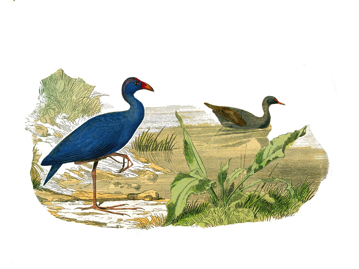Naturgeschichtstafel: Zoologische Tafel, die langschäbelige Vögel darstellt: das Sultan-Huhn und das Wasserhuhn. Tafel aus den neun Bänden über Vögel in „Gesammelte Werke von Buffon“ von Georges Louis Leclerc, Graf von Buffon von Edouard Travies