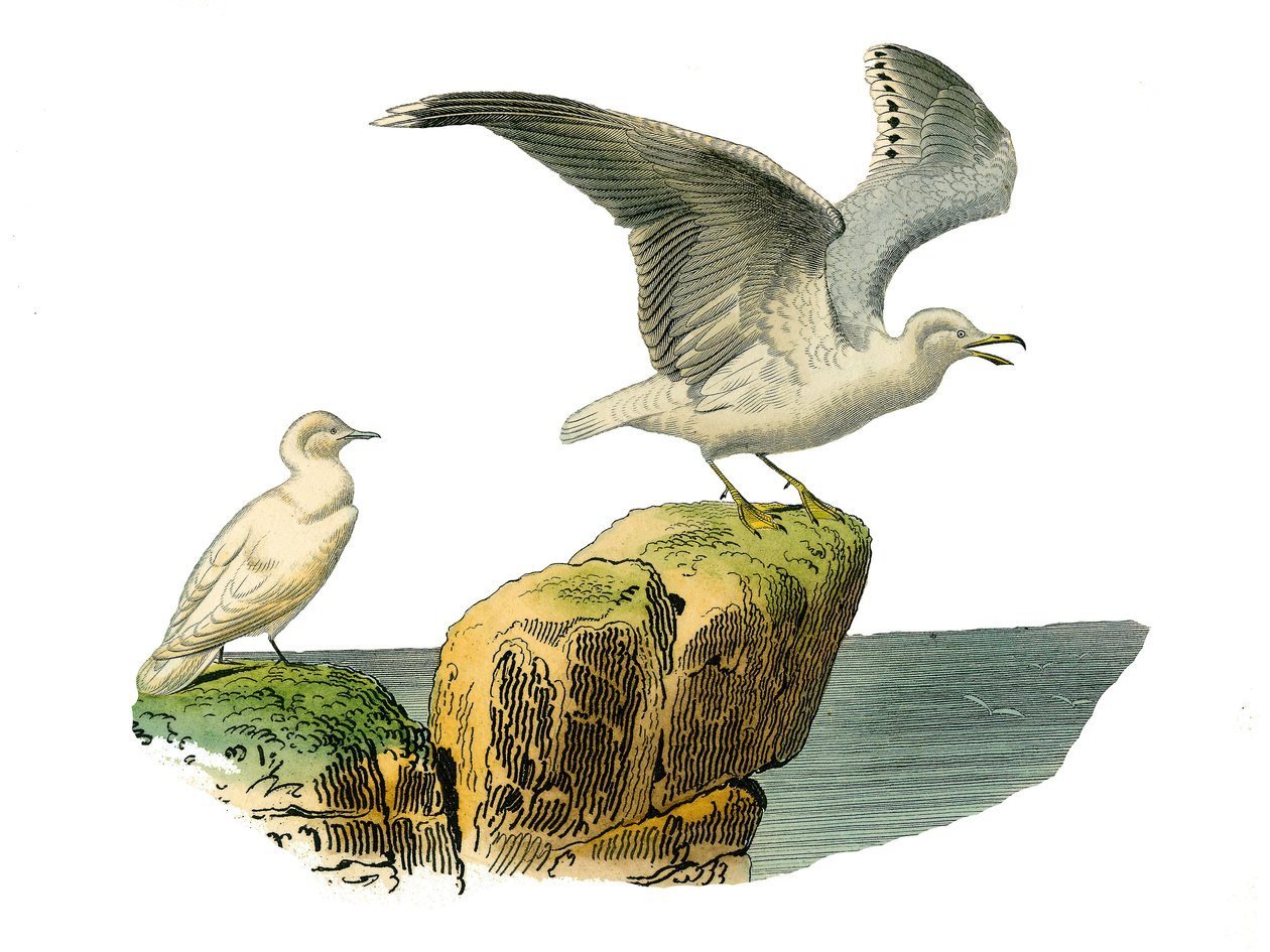 Naturgeschichtstafel: Zoologische Tafel, die Totipalmen (Unterwasserfischen) darstellt. Die weiße Möwe und die Möwe haben ein graues Gefieder. Tafel aus den neun Bänden über Vögel in „Gesammelte Werke von Buffon“ geschrieben von dem Naturforscher Georges von Edouard Travies