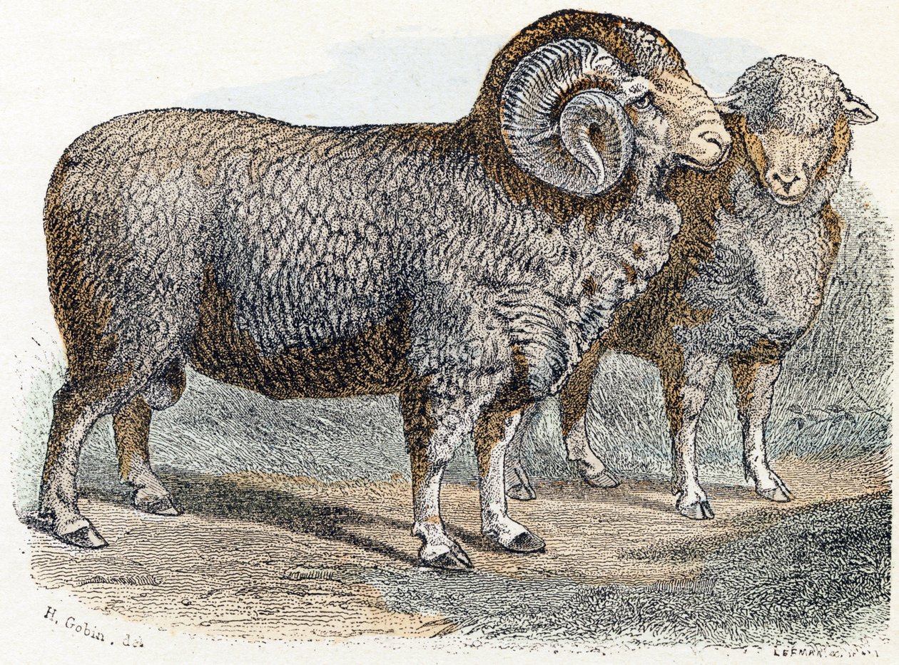 Schaf - „Alphabet illustriert Tiere“ 19. Jahrhundert von Edouard Travies
