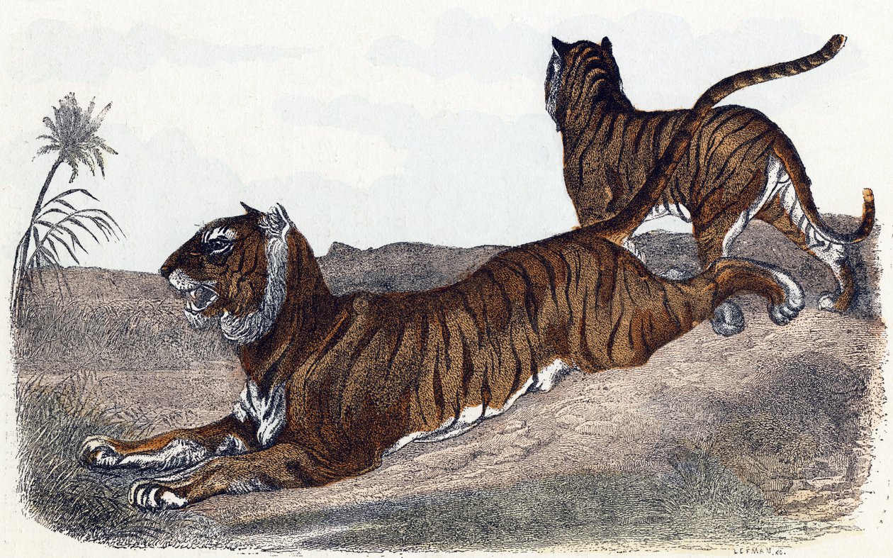 Tiger - „Alphabet illustriert Tiere“ 19. Jahrhundert von Edouard Travies