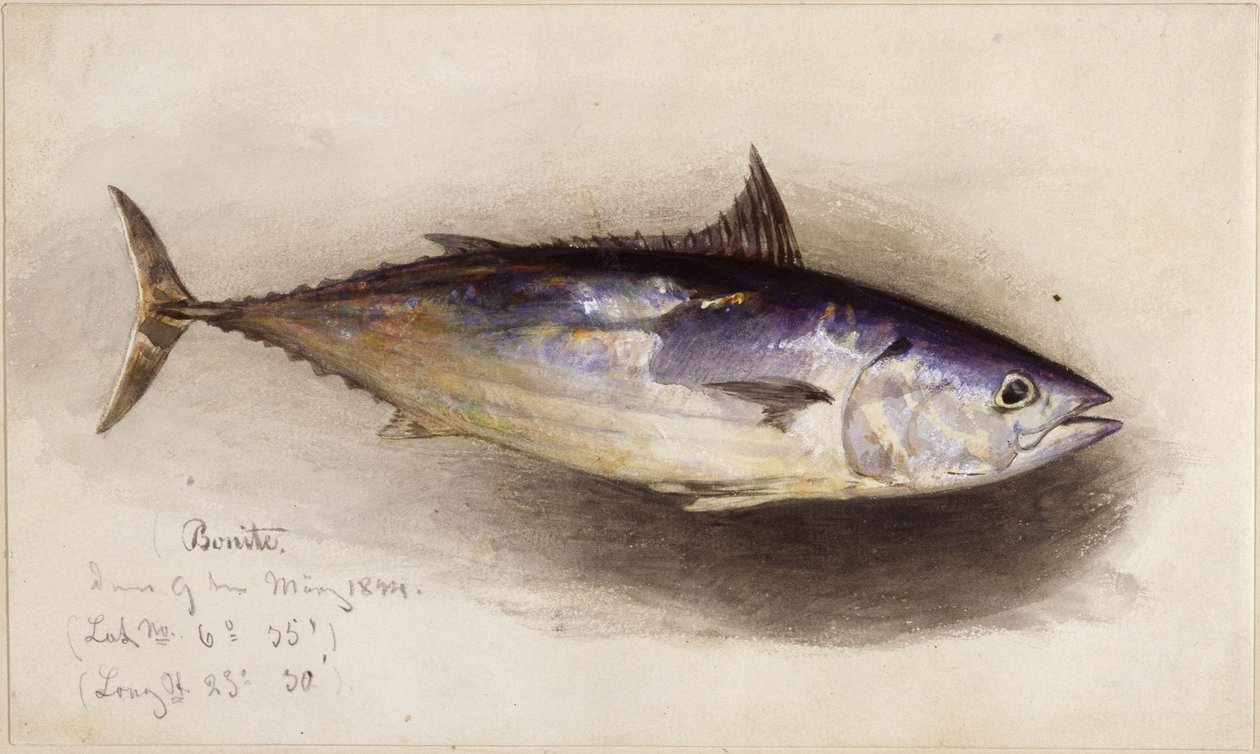 Fischstudie (Bonito-Thunfisch) von Eduard Hildebrandt