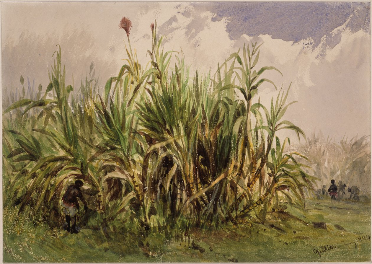 Zuckerrohrplantage von Eduard Hildebrandt