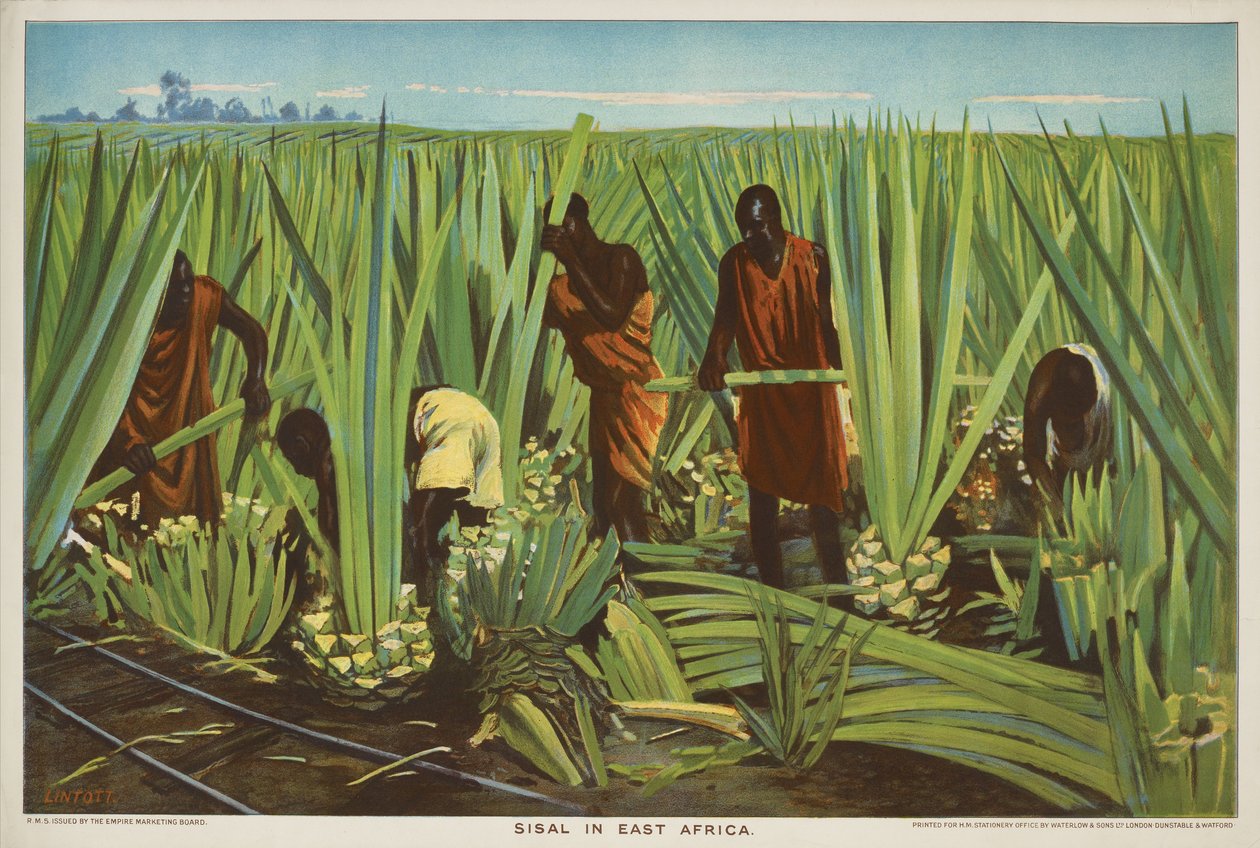 Sisal in Ostafrika, aus der Serie 