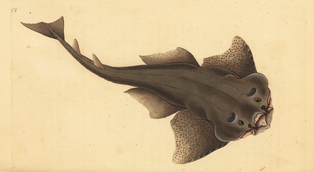 Engelhai, Squatina squatina. Kritisch gefährdet. Handkolorierte Kupferstichzeichnung und -gravur von Edward Donovan aus seiner „Natural History of British Fishes“ von Edward Donovan