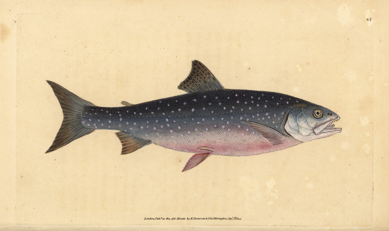 Arktische Saibling, Salvelinus alpinus alpinus. Handkolorierte Kupferstichzeichnung und -gravur von Edward Donovan aus seiner „Natural History of British Fishes“, Donovan und F.C. und J. Rivington, London von Edward Donovan