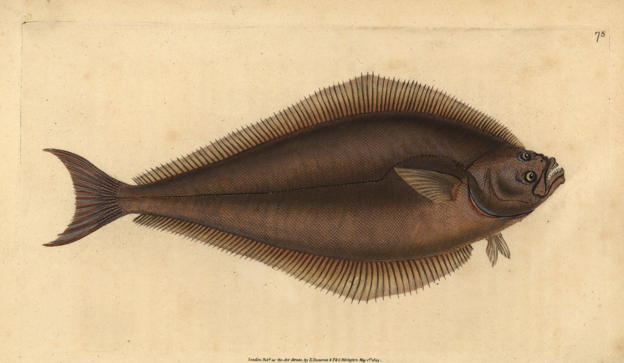 Atlantischer Heilbutt, Hippoglossus hippoglossus. Gefährdet. (Holibut, Pleuronectes hippoglossus). Handkolorierte Kupferplatte gezeichnet und graviert von Edward Donovan aus seiner Natural History of British Fishes, Donovan und F.C. und J. Rivington, Londo von Edward Donovan