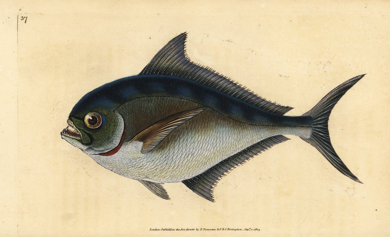 Atlantischer Brachsen, Brama brama. Handkolorierte Kupferstichzeichnung und -gravur von Edward Donovan aus seiner „Natural History of British Fishes“, Donovan und F.C. und J. Rivington, London von Edward Donovan