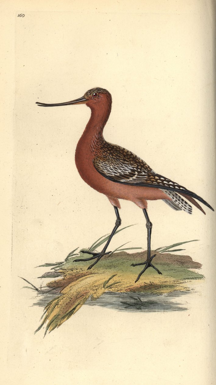 Pfuhlschnepfe, Limosa lapponica. Handkolorierte Kupferplatte von Edward Donovan aus seinem eigenen „Natural History of British Birds“ von Edward Donovan