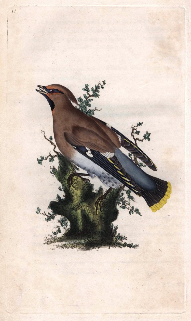 Seidenschwanz, Bombycilla garrulus. Kupferstich von Edward Donovan, veröffentlicht in Histoire naturelle des oiseaux britanniques, London von Edward Donovan