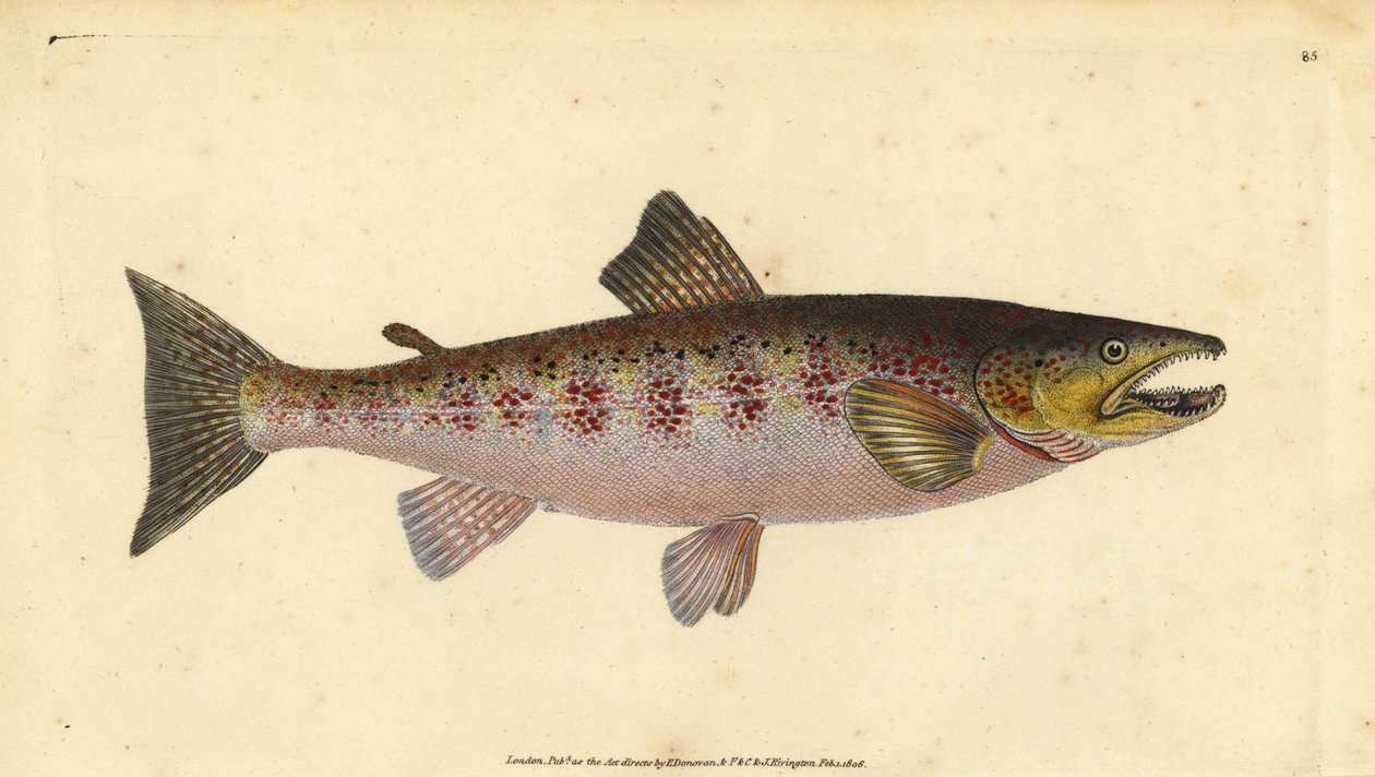 Bachforelle, Salmo trutta fario (Forelle, Salmo fario). Handkolorierter Kupferstich von Edward Donovan aus seiner „Natural History of British Fishes“, Donovan und F.C. und J. Rivington, London von Edward Donovan