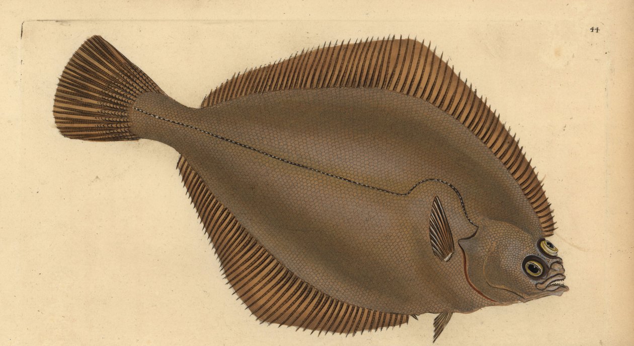 Kliesche, Limanda limanda (Pleuronectes limanda). Handkolorierte Kupferstichzeichnung und -gravur von Edward Donovan aus seiner Natural History of British Fishes, Donovan und F.C. und J. Rivington, London von Edward Donovan