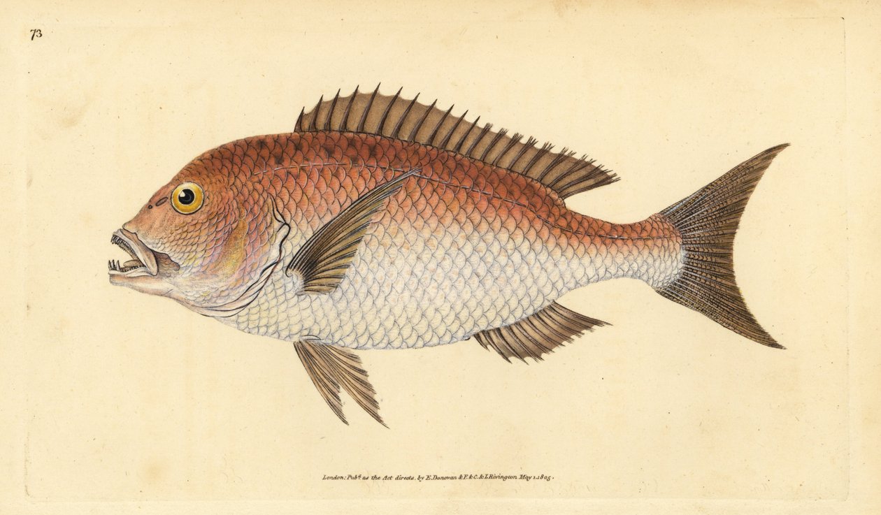 Gemeiner Zahnbrassen, Dentex dentex. Handkolorierte Kupferstichzeichnung und -gravur von Edward Donovan aus seiner „Natural History of British Fishes“, Donovan und F.C. und J. Rivington, London von Edward Donovan