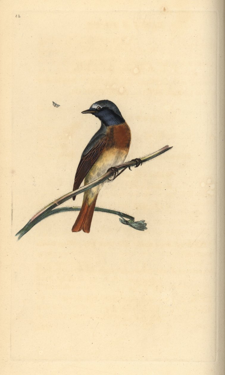 Gartenrotschwanz, Phoenicurus phoenicurus. Handkolorierte Kupferstichzeichnung und -gravur von Edward Donovan aus seiner Natural History of British Birds, London von Edward Donovan