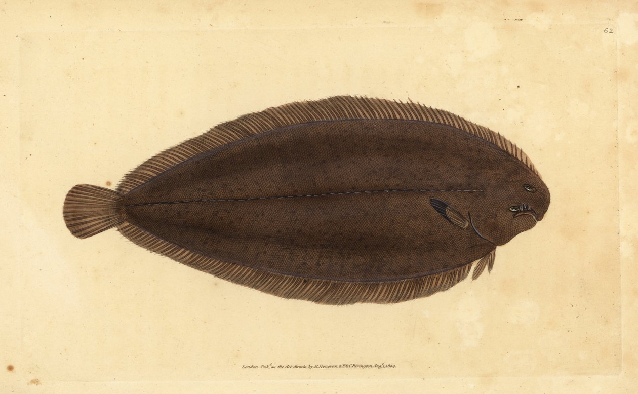 Gemeine Seezunge oder Dover-Seezunge, Solea solea (Pleuronectes solea) von Edward Donovan