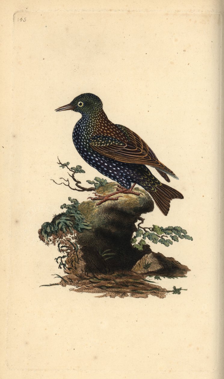 Star, Sturnus vulgaris. Handkolorierte Kupferstichzeichnung und -gravur von Edward Donovan aus seinem eigenen „Natural History of British Birds“, London von Edward Donovan