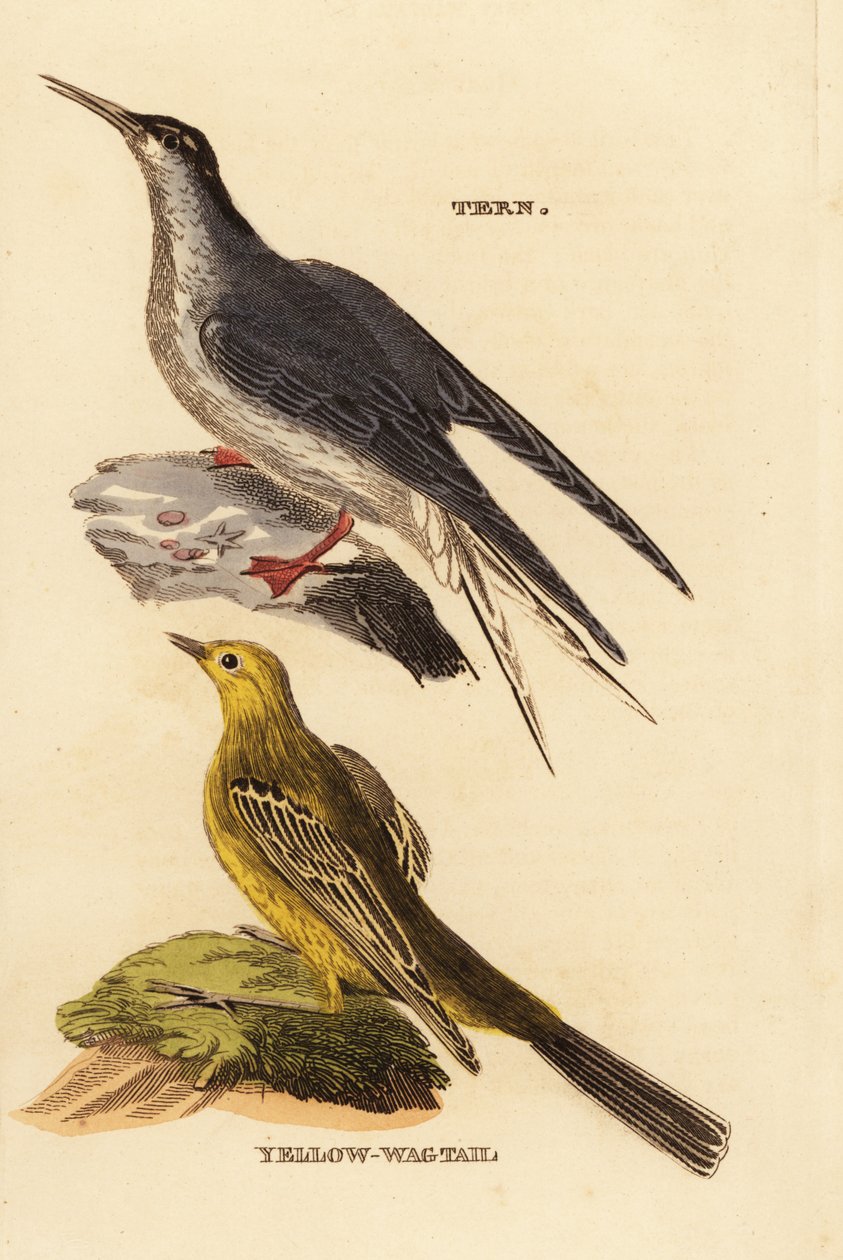 Flussseeschwalbe, Sterna hirundo und Schafstelze, Motacilla flava von Edward Donovan