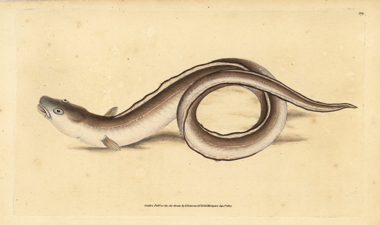 Meeraal, Muraena conger. Handkolorierte Kupferplatte gezeichnet und graviert von Edward Donovan aus seiner Naturgeschichte der britischen Fische, Donovan und F.C. und J. Rivington, London von Edward Donovan