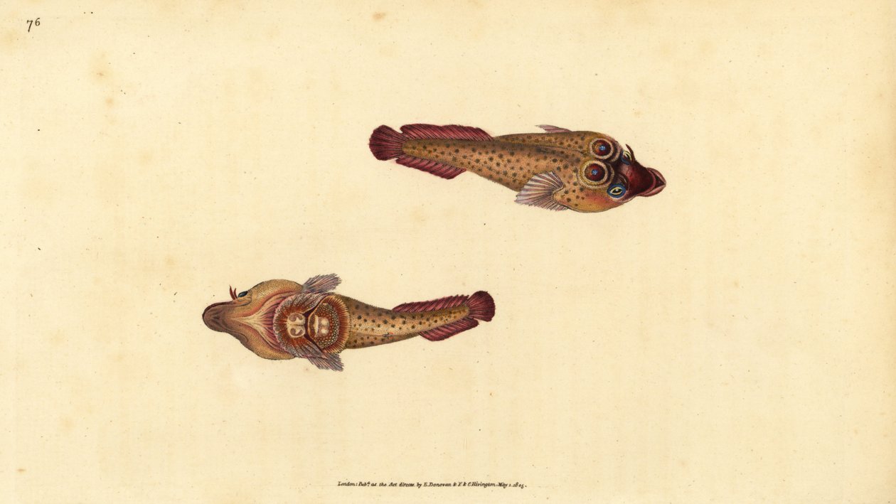 Purpursauger, Lepadogaster purpurea (Augenfleck-Sauger, Cyclopterus ocellatus). Handkolorierter Kupferstich von Edward Donovan aus seiner „Natural History of British Fishes“, Donovan und F.C. und J. Rivington, London von Edward Donovan