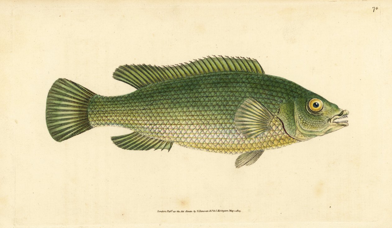 Lippfisch, Labrus mixtus (Gestreifter Lippfisch, Labrus lineatus). Handkolorierte Kupferstichzeichnung und -gravur von Edward Donovan aus seiner Natural History of British Fishes, Donovan und F.C. und J. Rivington, London von Edward Donovan