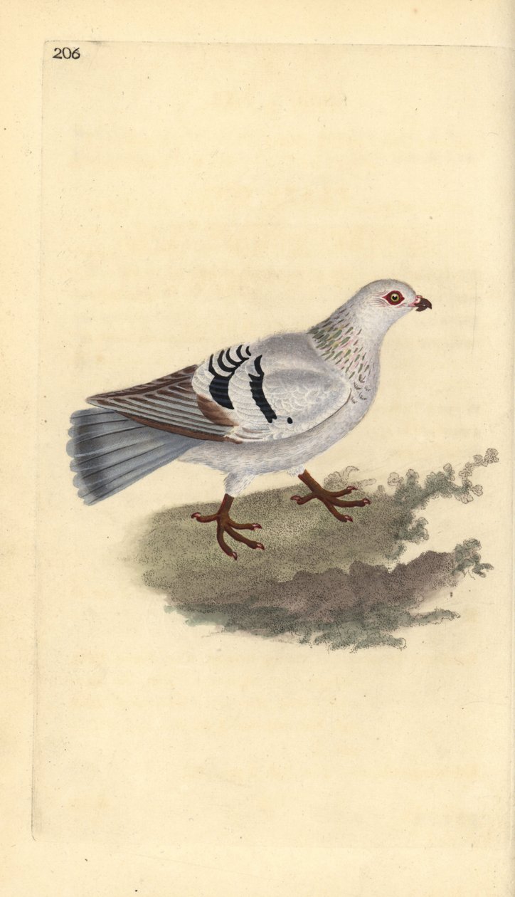 Haustaube, Columba livia domestica. Handkolorierte Kupferstichzeichnung und -gravur von Edward Donovan aus seiner Natural History of British Birds, London von Edward Donovan