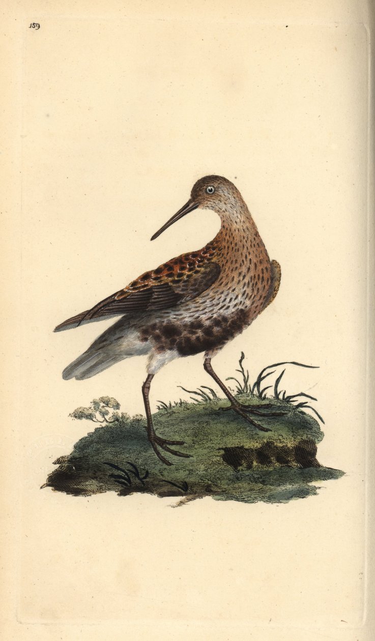 Alpenstrandläufer, Calidris alpina. Handkolorierte Kupferplatte gezeichnet und graviert von Edward Donovan aus seiner eigenen „Natural History of British Birds,“ London von Edward Donovan