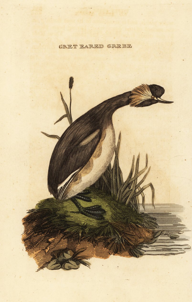 Ohrentaucher oder Horn-Taucher, erwachsen, Podiceps auritus von Edward Donovan