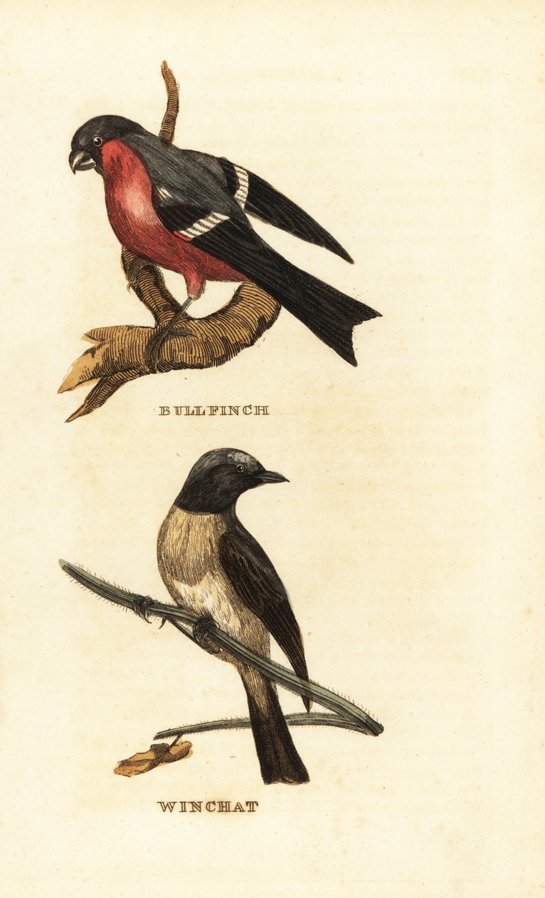 Gimpel, Pyrrhula pyrrhula, und Braunkehlchen, Saxicola rubetra von Edward Donovan