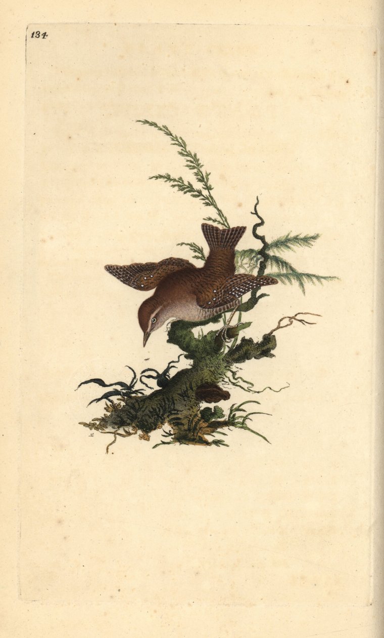 Zaunkönig, Troglodytes troglodytes. Handkolorierter Kupferstich von Edward Donovan aus seiner eigenen „Natural History of British Birds“ (1794-1819) von Edward Donovan