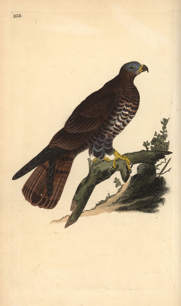 Wespenbussard, Pernis apivorus. Handkolorierte Kupferstich von Edward Donovan aus seiner Natural History of British Birds, London von Edward Donovan