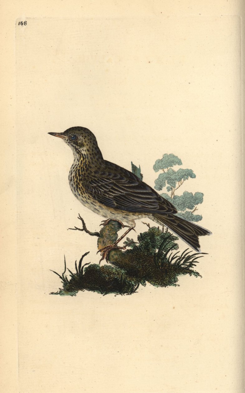 Baumpieper, Anthus trivialis. Handkolorierte Kupferplatte von Edward Donovan aus seinem eigenen „Natural History of British Birds“ von Edward Donovan