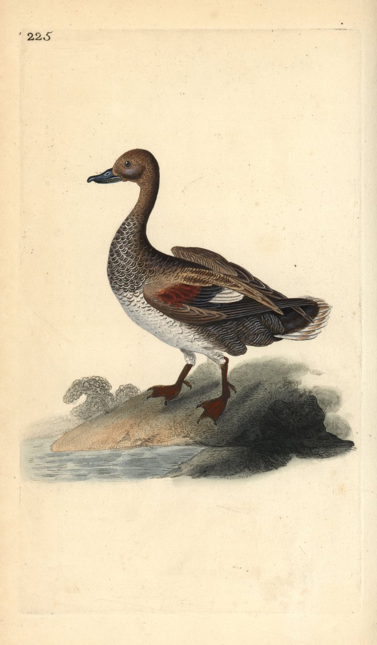 Schnatterente (männlich), Anas strepera. Handkolorierte Kupferstichzeichnung und -gravur von Edward Donovan aus seiner „Natural History of British Birds“, London von Edward Donovan