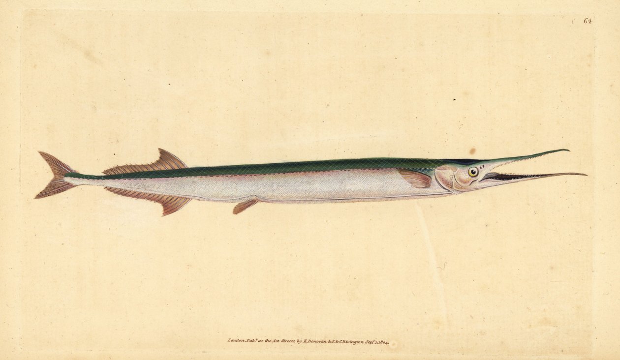 Hornhecht, Belone belone. Handkolorierte Kupferstichzeichnung und -gravur von Edward Donovan aus seiner „Natural History of British Fishes“, Donovan und F.C. und J. Rivington, London von Edward Donovan