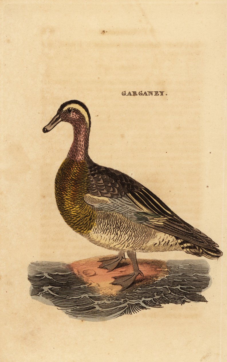 Knäkente, Spatula querquedula, kleine Schwimmente von Edward Donovan