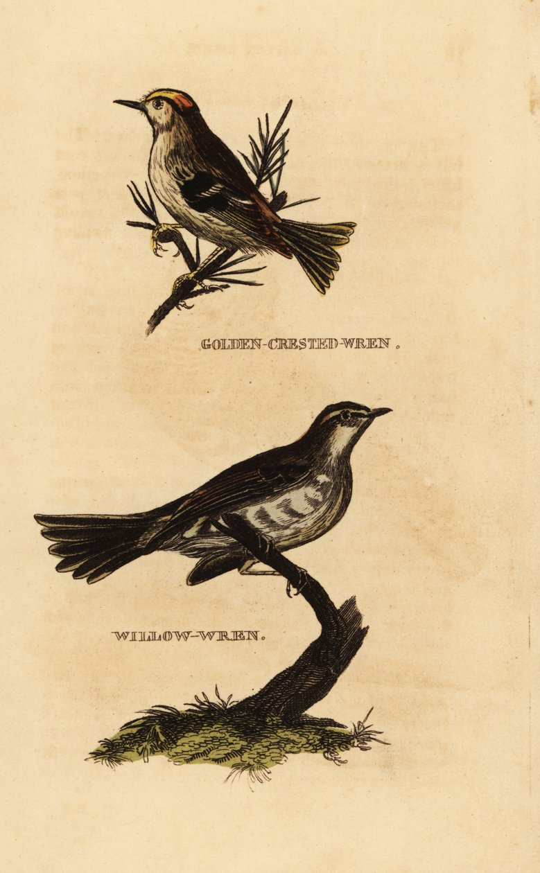 Wintergoldhähnchen, Regulus regulus, und Fitis, Phylloscopus trochilus von Edward Donovan